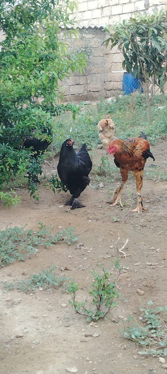 Cücələr — Quşlar, Bakı (3)