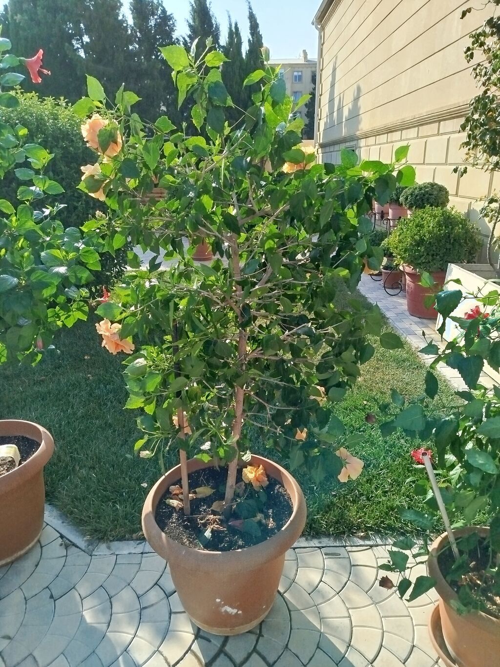 Saxsıda hibiskus (Çin gülü) dekorativ bitkisi. Bitki iri ölçülüdür və