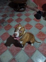 Pitbul, Erkək — Pitbull