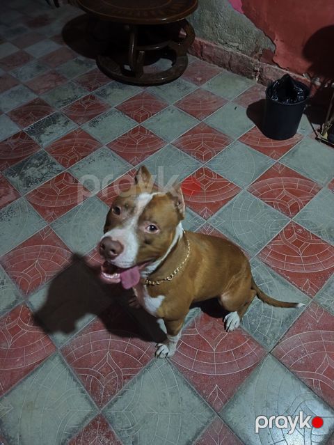 Pitbul, Erkək — Saray