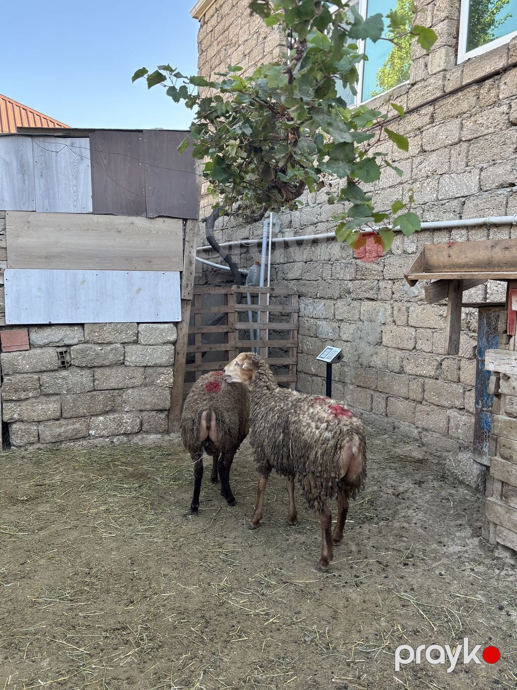Quzu, Erkək, ay: 8, 30 kq, Ətlik, Ünvandan götürmə — Heyvanlar, Digah (6)