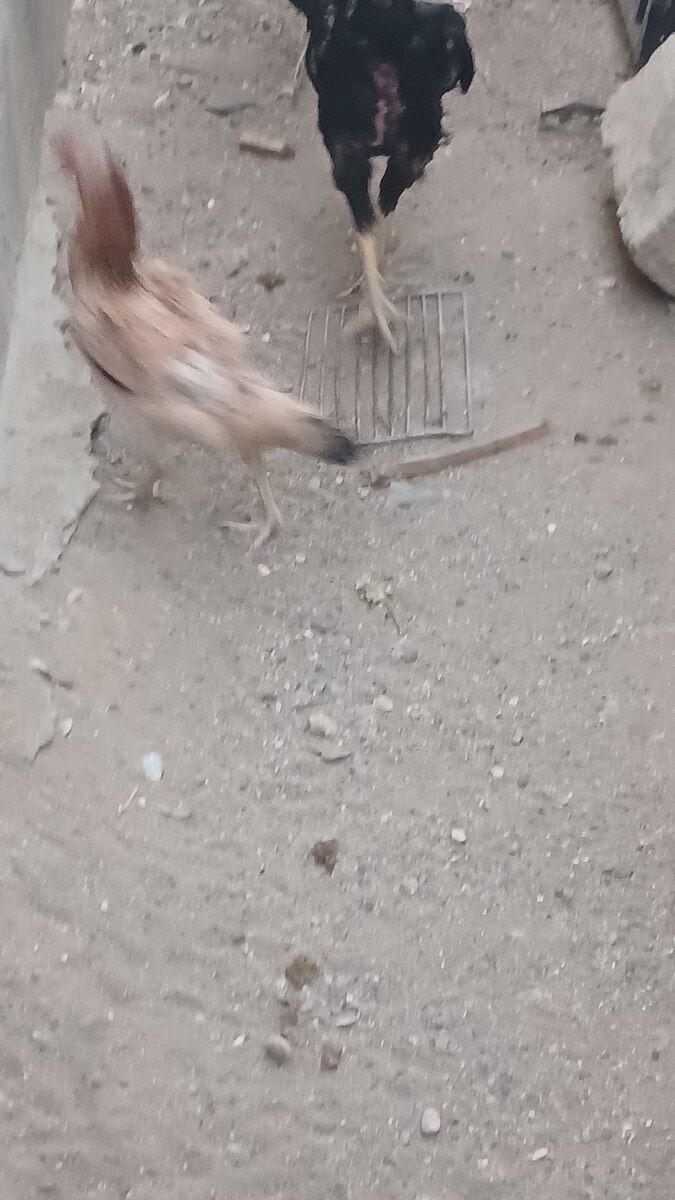 Fərə — Quşlar, Bakı (4)