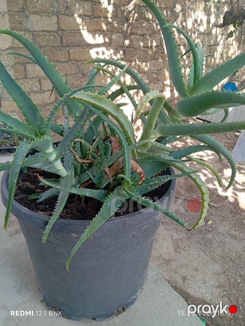 Aloe vera (sukkulent) – iri ölçülü, qara plastik dibçəkdə - Növ: Aloe