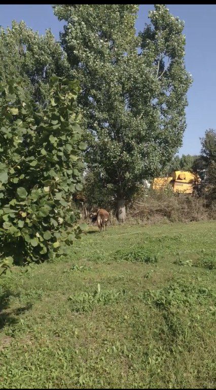 Satılır torpaq 46 sot — Torpaq, Şamaxı (5)