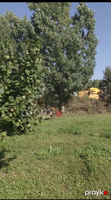 Satılır torpaq 46 sot — Torpaq, Şamaxı (5)