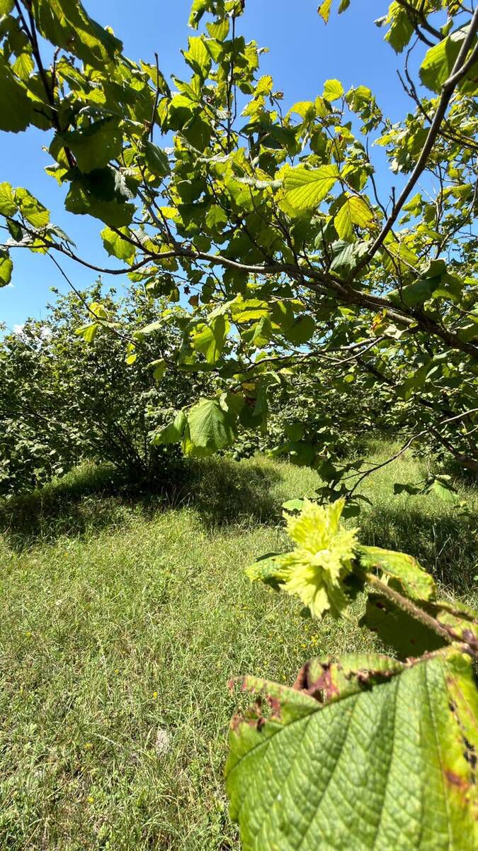 149.65 sot torpaq sahəsi, Qəbələ k. — Torpaq, Qəbələ