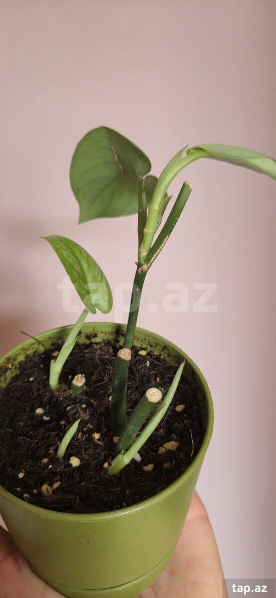 Scindapsus exotica — Bitkilər, Sumqayıt (8)