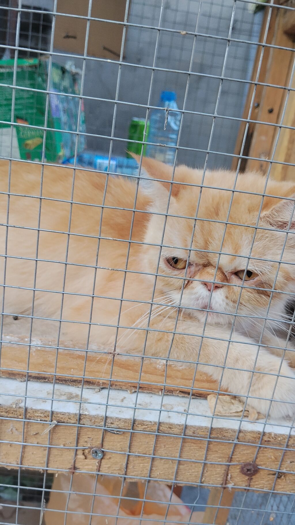 Ekzot — Pişiklər, Bakı (2)