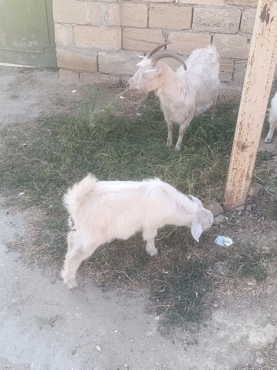 Keçilər — Heyvanlar, Bakı (3)