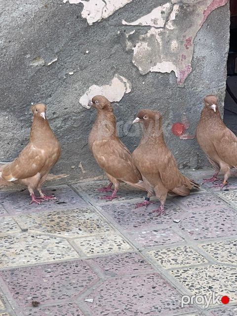 Göyərçinlər