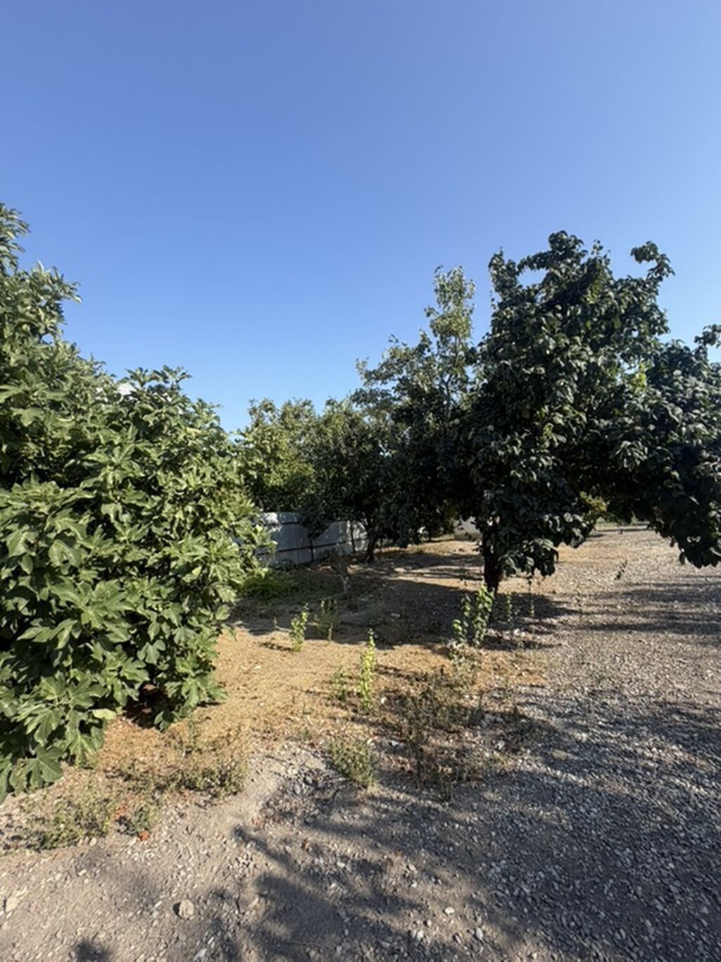 25 sot, Tikinti, Mülkiyyətçi, Kupça (Çıxarış) — Torpaq, Xaçmaz (4)