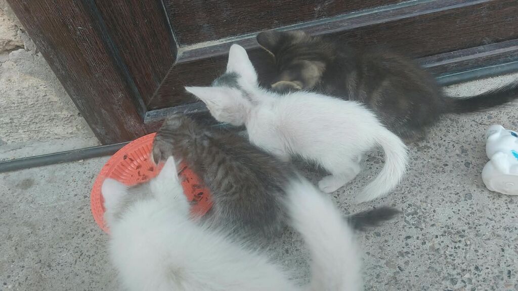 Yaxşı əllərə — Pişiklər, Bakı (4)