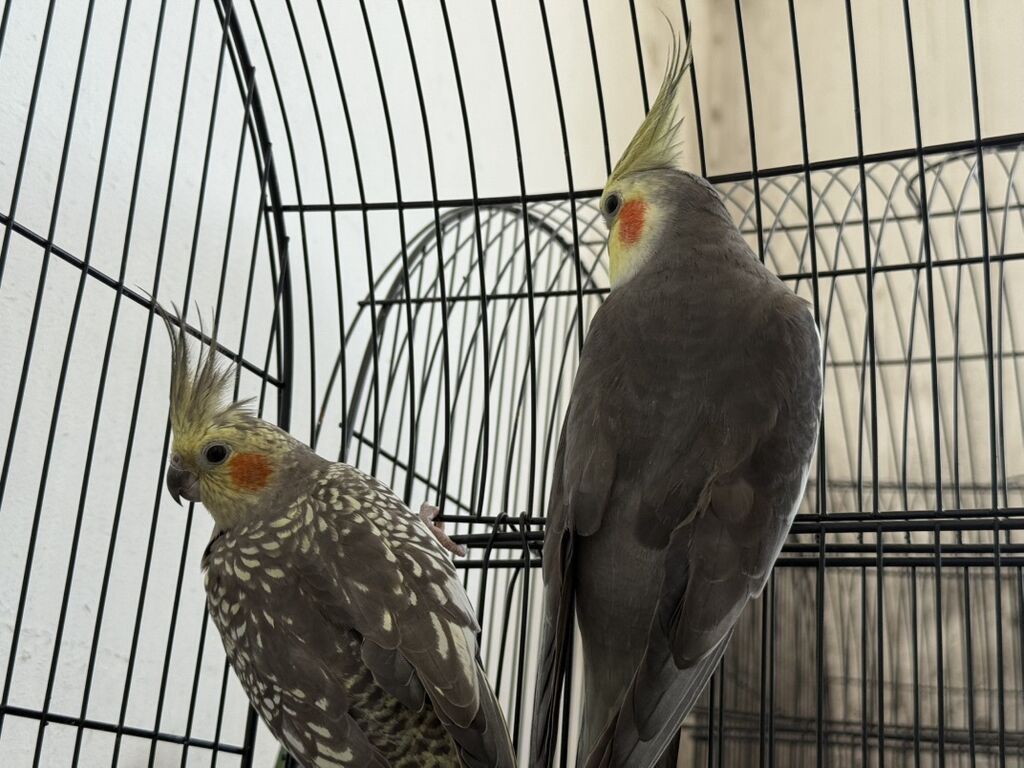 Satılan məhsul iki ədəd nimfa papuqayıdır (cockatiel). Quşların biri