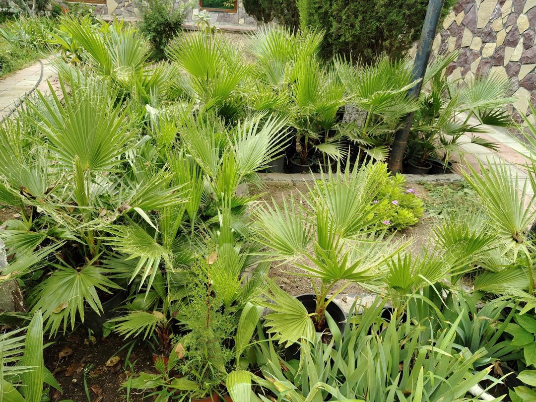 Palma ağacı — Bitkilər, Bakı
