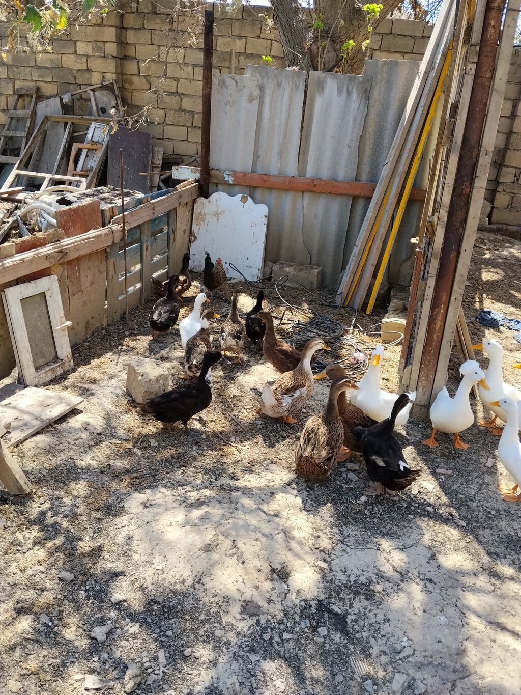 Erkək, Damazlıq, Ünvandan götürmə — Heyvanlar, Mehdiabad (6)