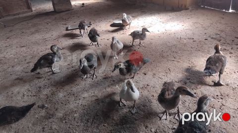 50gunluk balalardi 10denesi zumurdu macarda lavandada var icnde tek