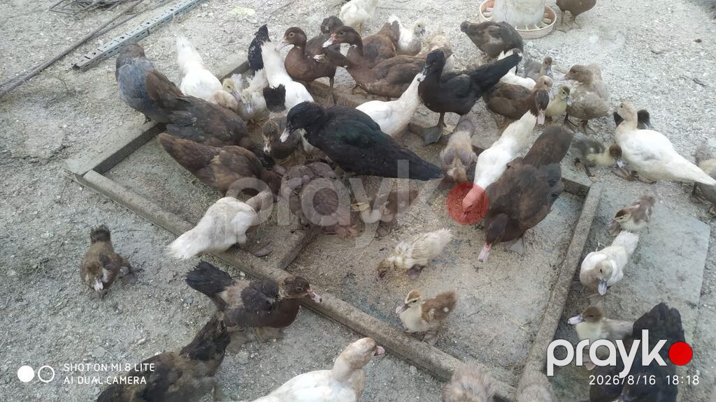 Salam teserufatda her sort lal ordeylerimiz var 5 gunlukden 1 iline — Digərləri, Digah (10)