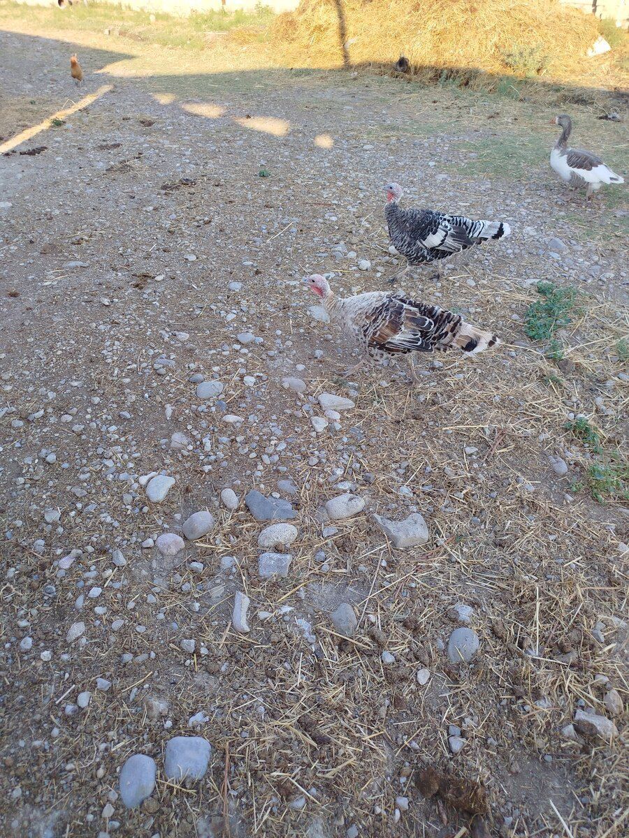 Hinduşkalar — Quşlar, Şabran (2)