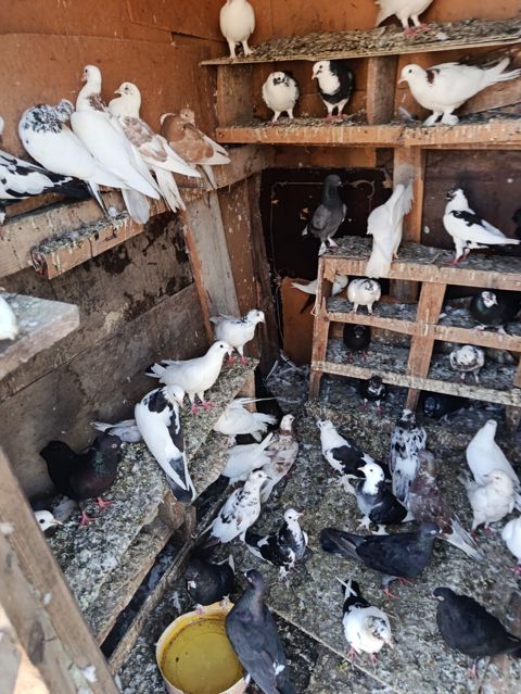 Satlr içdə ucsdu Qusarda var 0708017784 baxa bilmrm