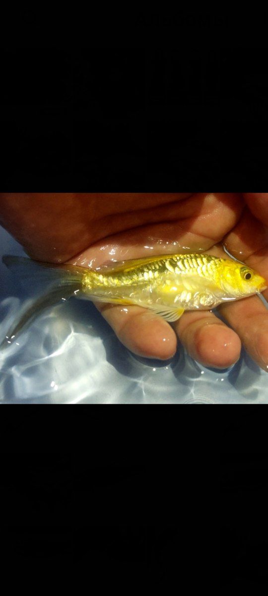 Koi balıqları — Akvariumlar və balıqlar, Bakı (8)