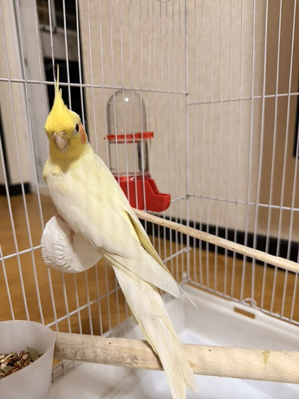 Məhsul: Sarı rəngli nimfa (cockatiel) tutuquşu Təsvir: - Gözoxşayan — Quşlar, Masazır (6)