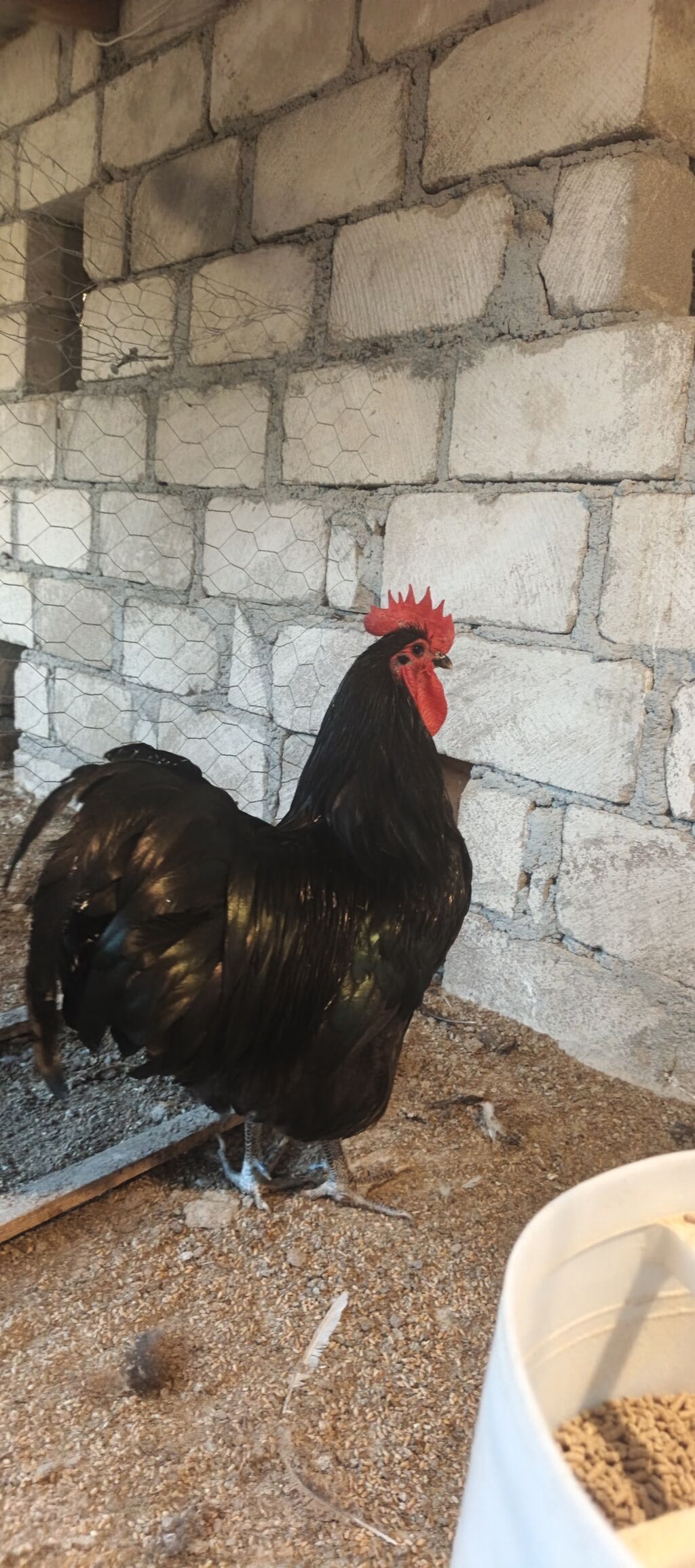 Orjinal uzunquyruq avstralop cücə və yumurtası — Heyvanlar, Gəncə (2)