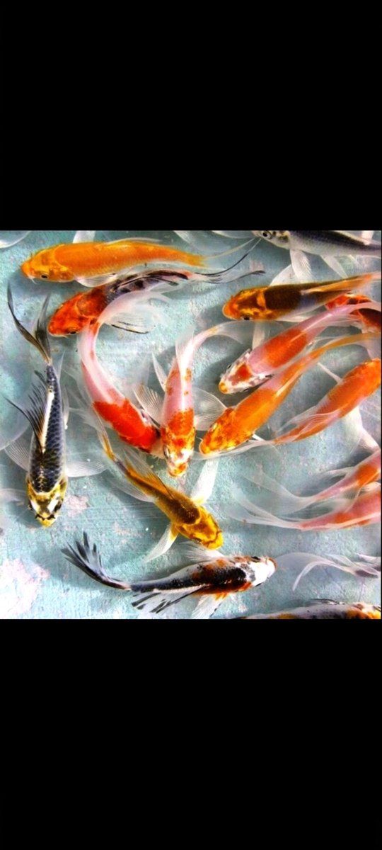 Koi balıqları — Akvariumlar və balıqlar, Bakı (2)