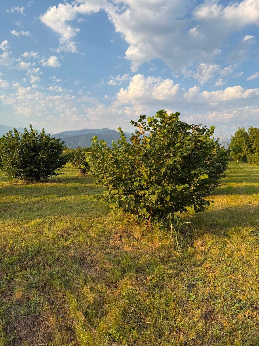 70 sot torpaq sahəsi, Zaqatala r. — Torpaq, Zaqatala (2)