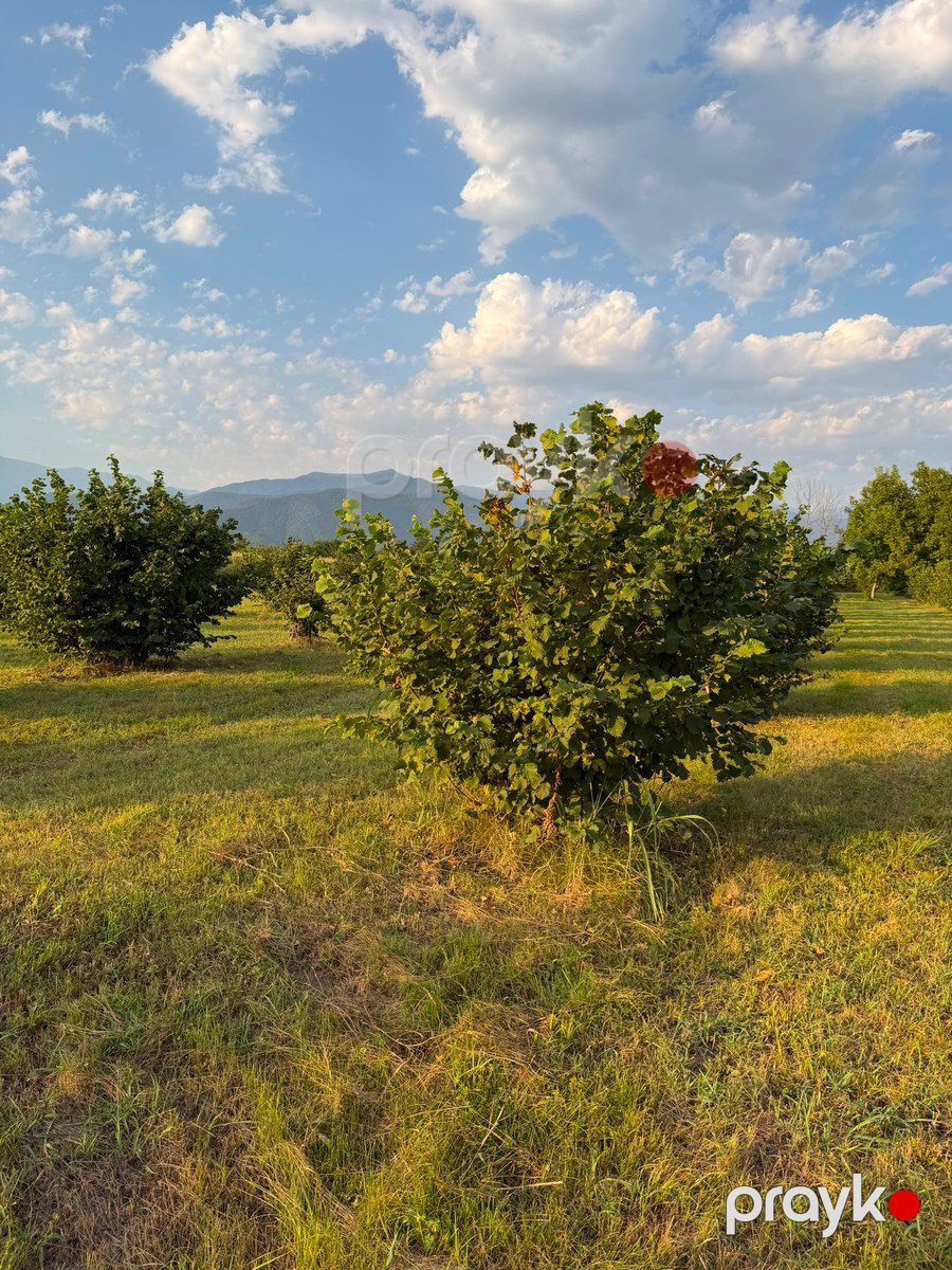 70 sot torpaq sahəsi, Zaqatala r — Torpaq, Zaqatala (2)