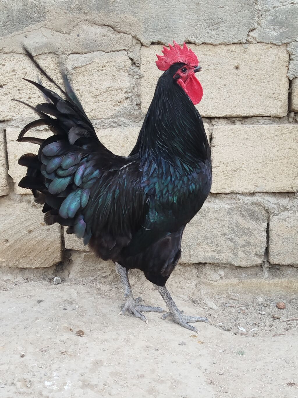 Məhsul: Qara rəngli xoruz Təsvir: - Parlaq qara-ləkəli tüklər