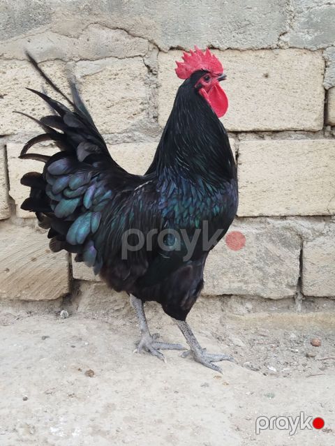 Məhsul: Qara rəngli xoruz Təsvir: - Parlaq qara-ləkəli tüklər