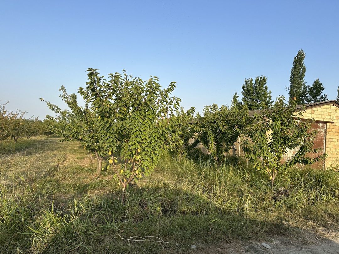 Satılır torpaq 200 sot — Torpaq, Xaçmaz (2)
