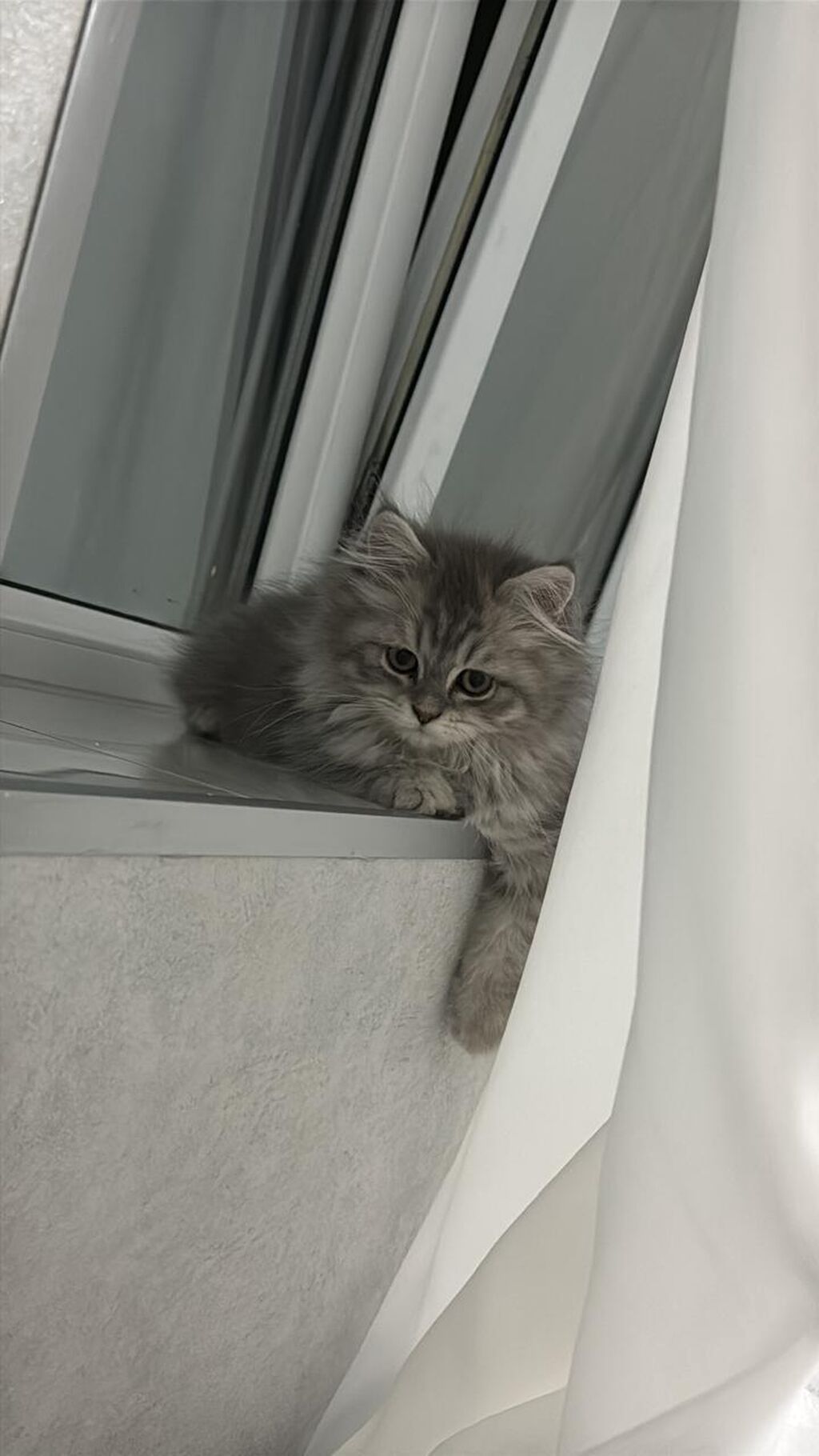 Şinşilla, Dişi, Yaxşı əllərə, Ödənişli çatdırılma — Pişiklər, Xırdalan (2)