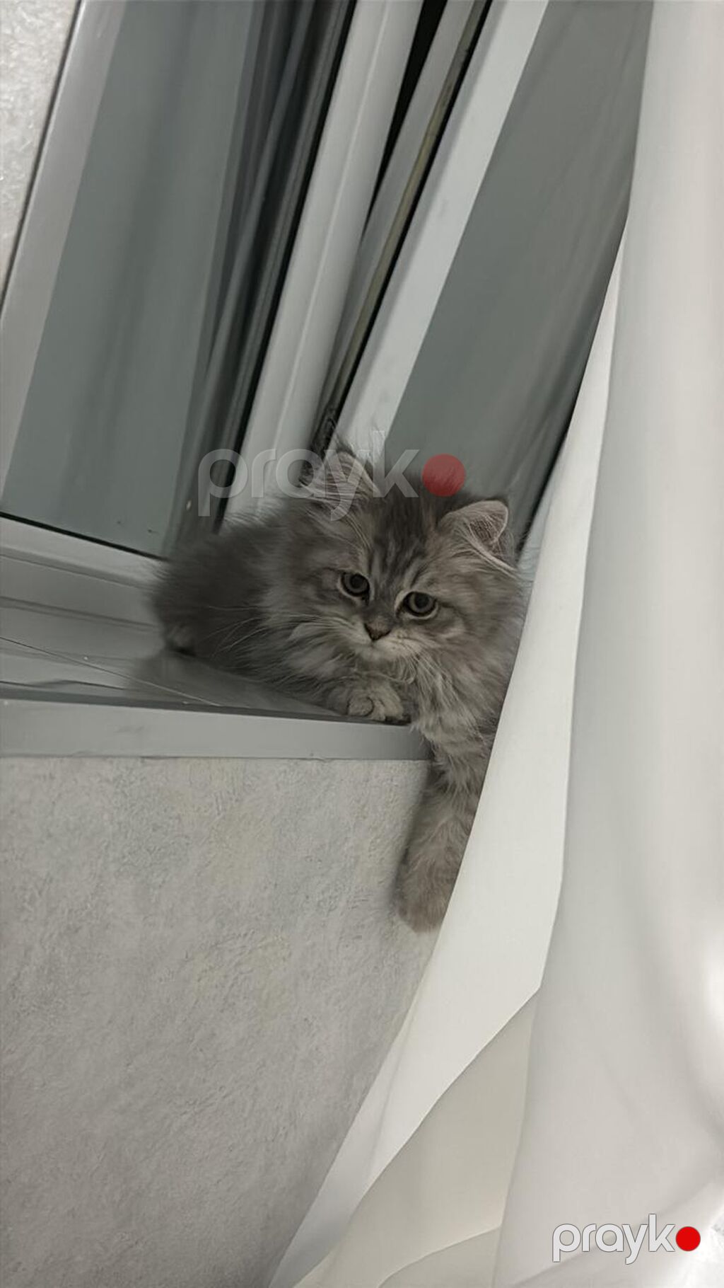 Şinşilla, Dişi, Yaxşı əllərə, Ödənişli çatdırılma — Pişiklər, Xırdalan (3)