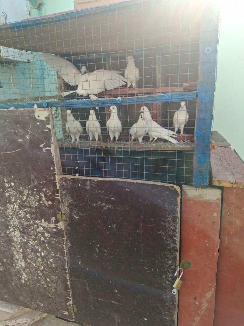 Tergidirem isle elaqeder hamsi cutdur uçuslu heyvanlardi baxan bilecey — Quşlar, Bakı (3)