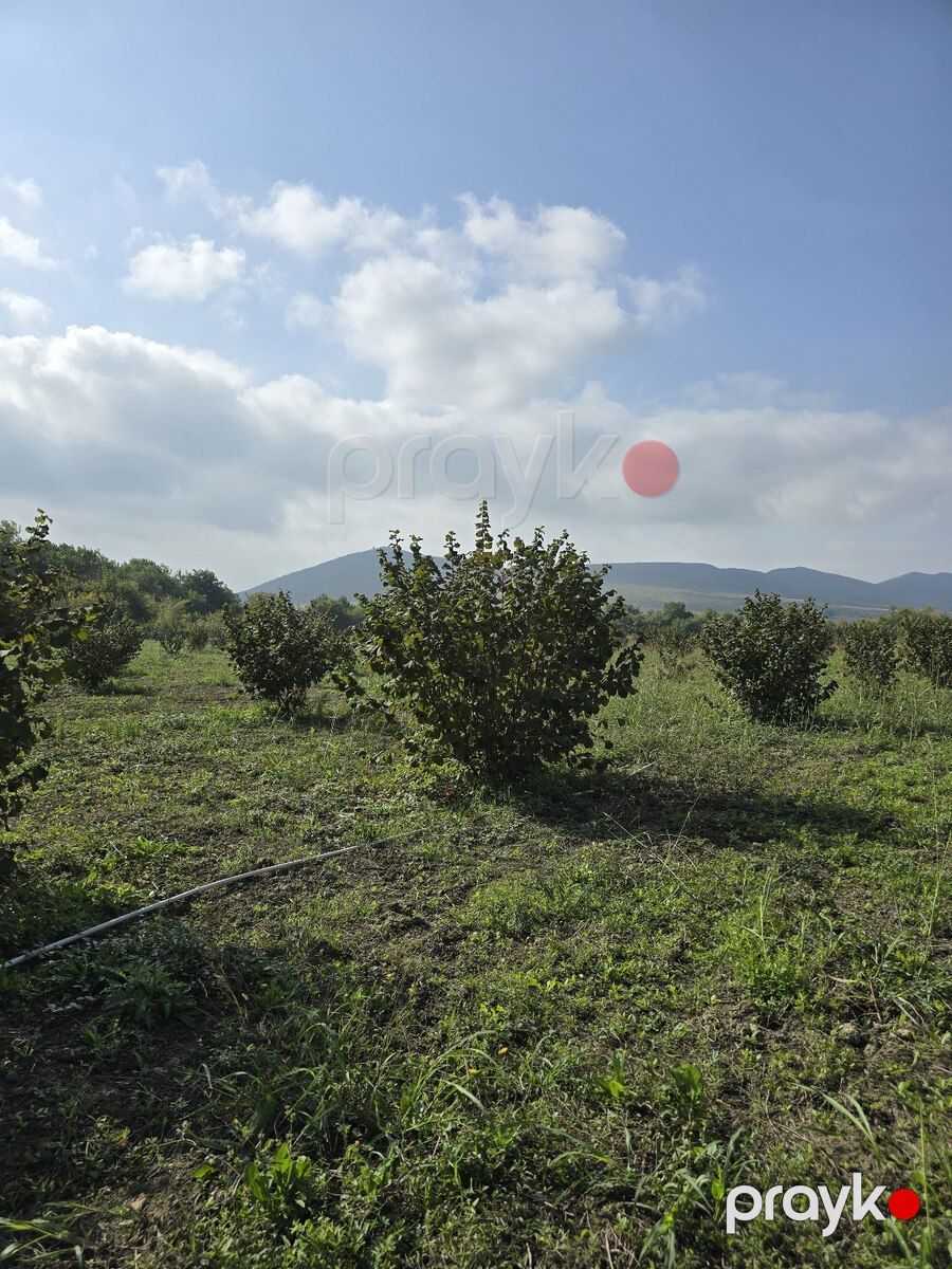 500 sot torpaq sahəsi, Qəbələ ş — Torpaq, Qəbələ (4)