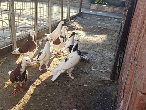 Məhsul: Göyərçinlər – fərqli rəng və naxışlarda dekorativ/oyunçu