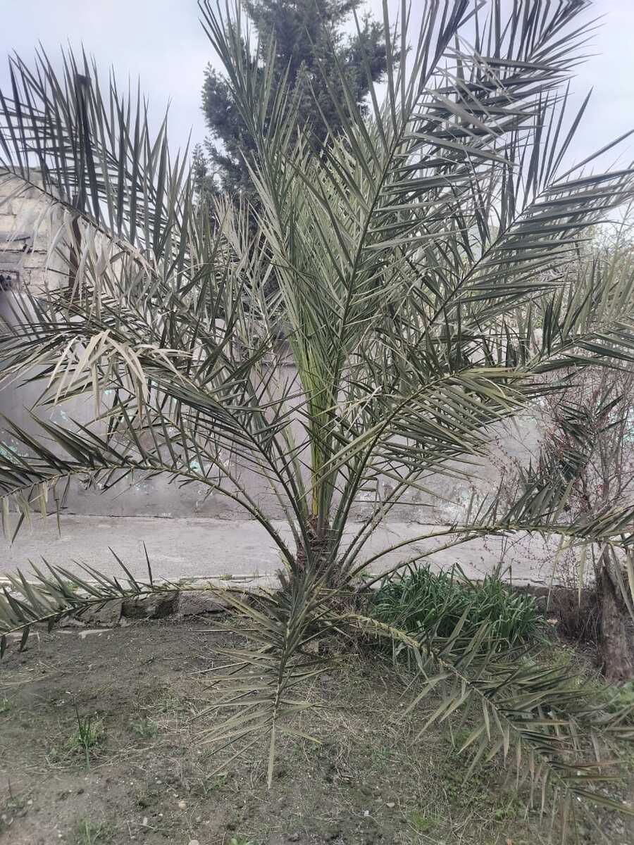 Palma ağacı — Bitkilər, Bakı (3)