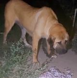 Köpək satılır — Akita-inu