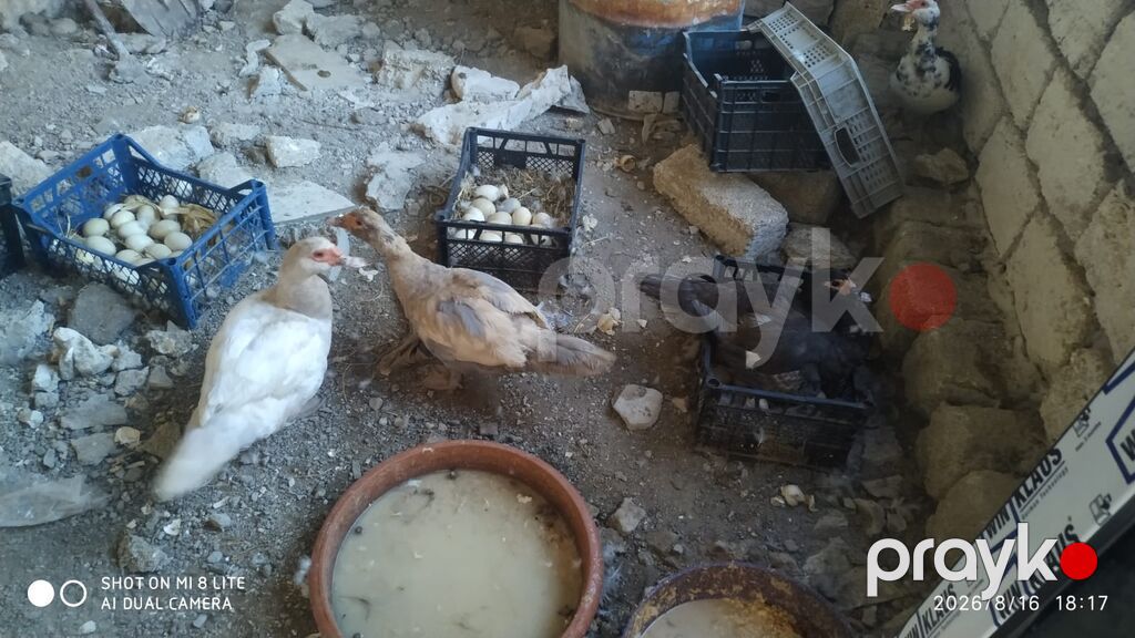Salam teserufatda her sort lal ordeylerimiz var 5 gunlukden 1 iline — Digərləri, Digah (5)