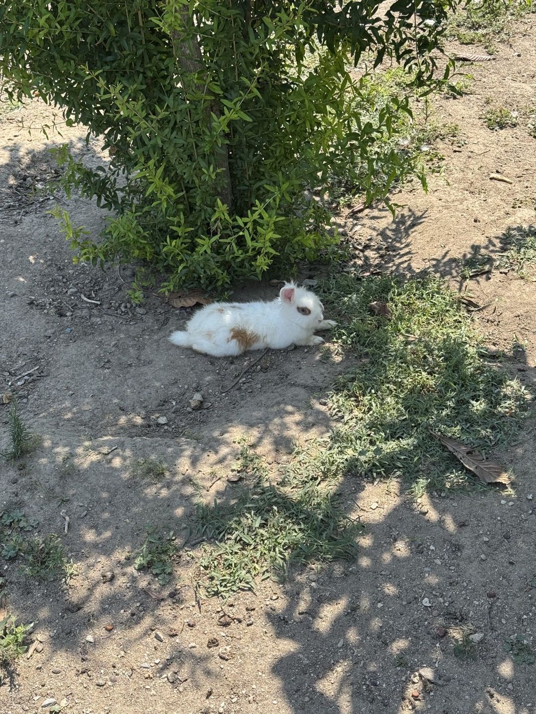 Dovşan sallaq qulaq — Dovşanlar, Bakı (10)