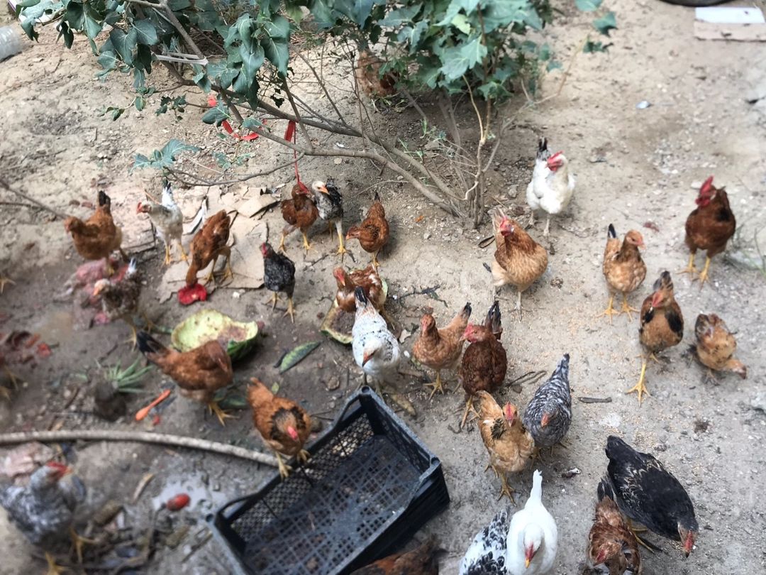 Çolpalar — Quşlar, Bakı (2)