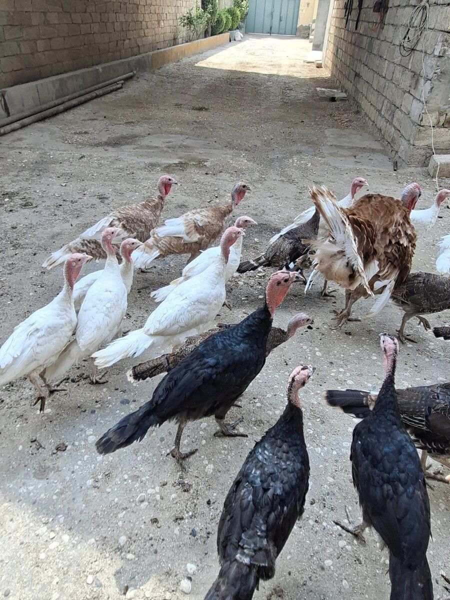 Hindquşları — Quşlar, Bakı