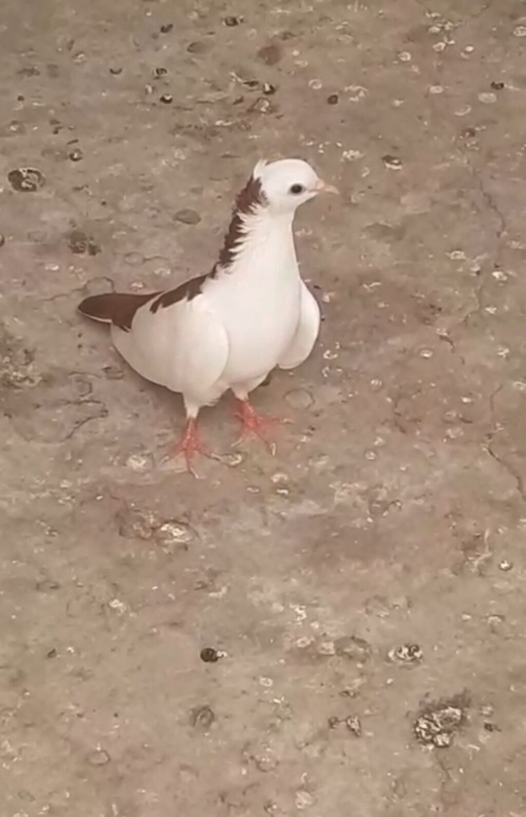 Seher tezden tutulub mayadi yalniz ciddi alicilar zeng etsin barter — Quşlar, Şirvan (2)
