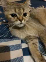 Britan, Dişi — Кошки