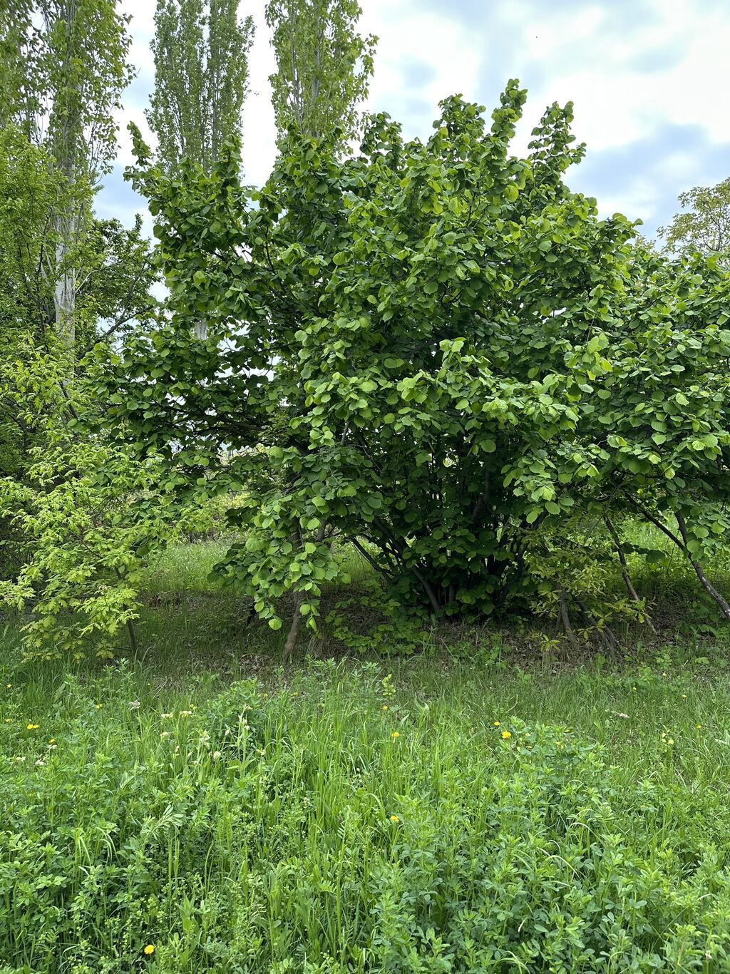 32 sot, Tikinti, Mülkiyyətçi, Kupça (Çıxarış) — Torpaq, Gəncə (3)