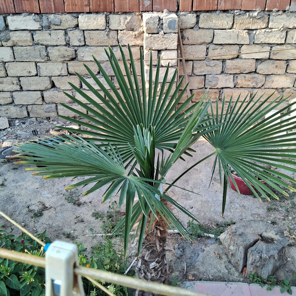 Yelpək yarpaqlı palma ağacı – Trachycarpus fortunei (Həştərxan/Çin — Bitkilər, Masazır (4)