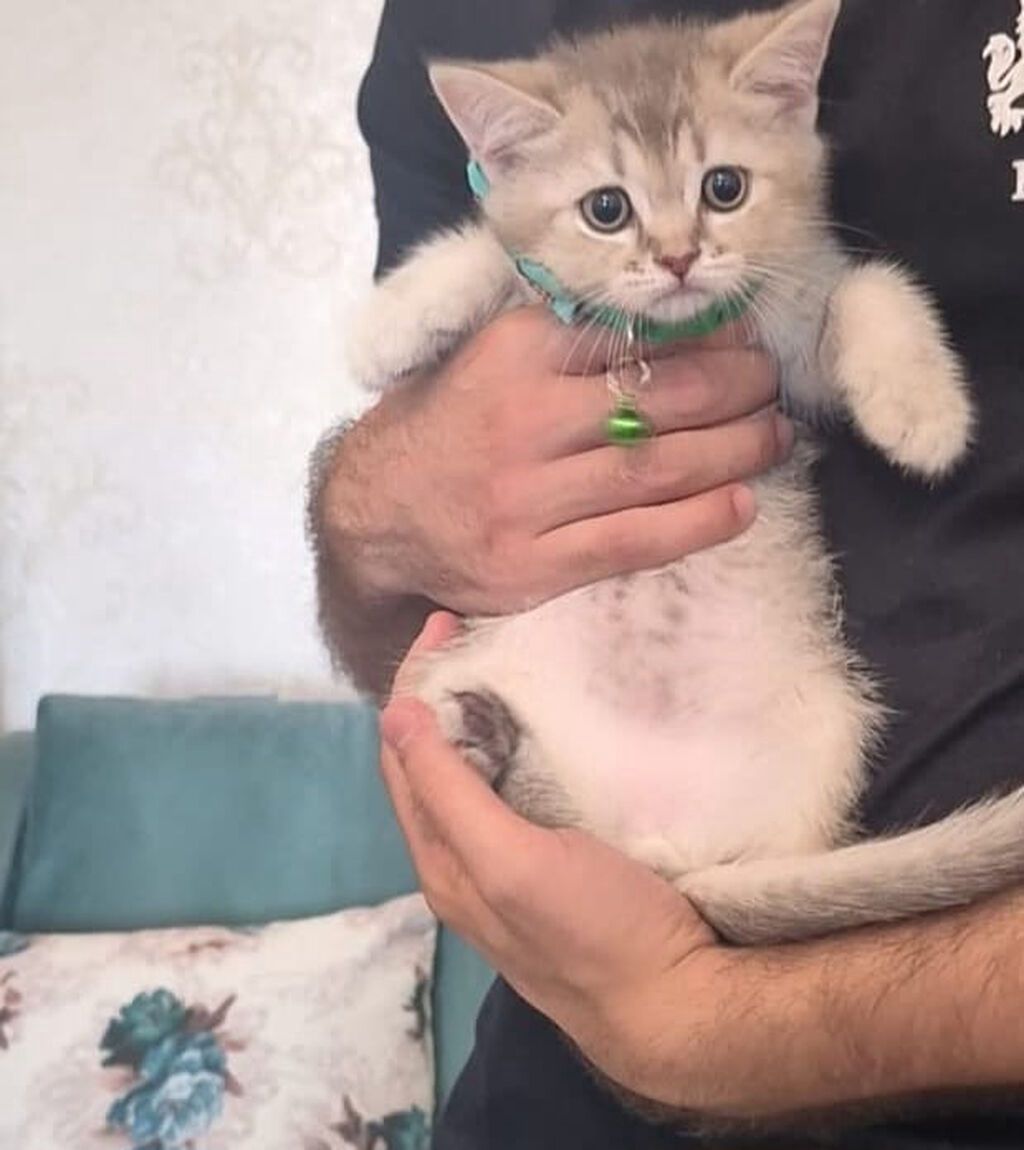 Şinşilla, Erkək