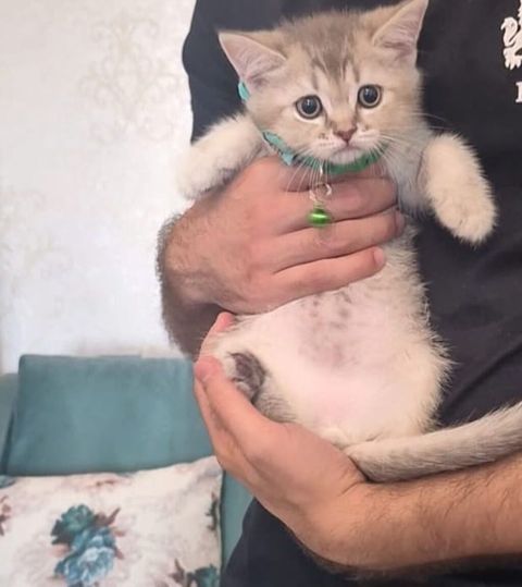 Şinşilla, Erkək