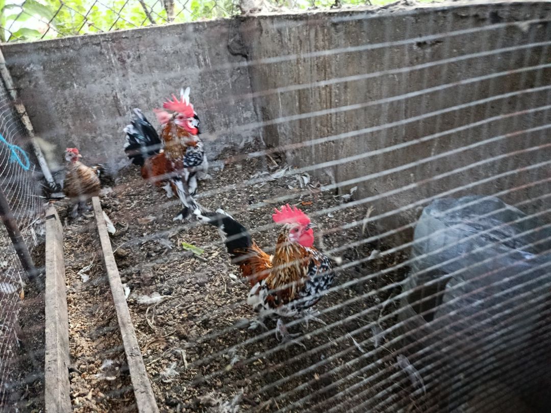 Yaponka xoruzu — Toyuq və xoruz, Bakı (2)